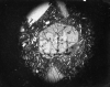 Sezione sottile ripresa al microscopio